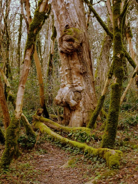苔むした森の古い木の幹 — ストック写真