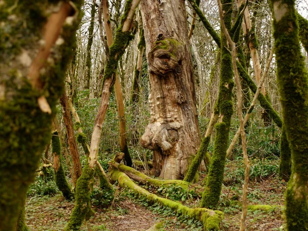 苔むした森の古い木の幹 — ストック写真