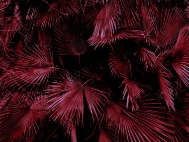 Parkta kırmızı palmiye yaprakları