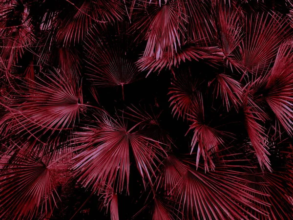 Parkta kırmızı palmiye yaprakları