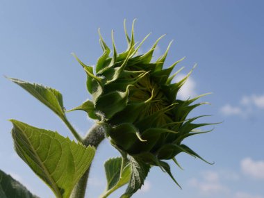 Mavi gökyüzüne karşı sarı ayçiçekleri