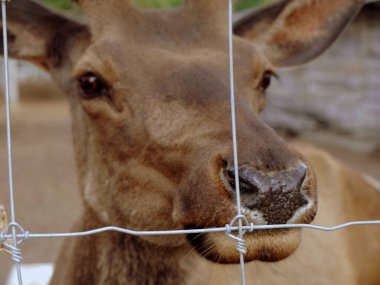 Geyik kafası çitin arkasında kameraya bakıyor.