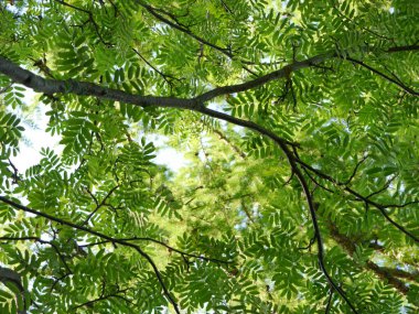 Yaz günü gökyüzüne karşı yeşil ağaç dalları