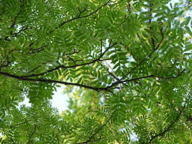 Yaz günü gökyüzüne karşı yeşil ağaç dalları