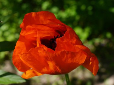 Bahçede açan kırmızı gelincik çiçeği