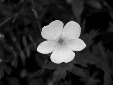 Monokromda açan beyaz çiçek.