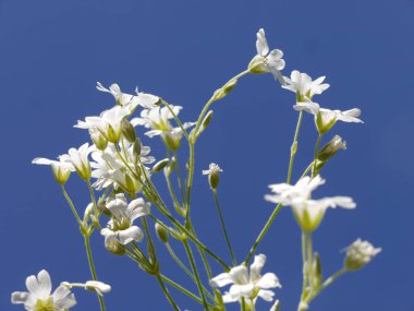 Mavi gökyüzünde açmakta olan beyaz çiçekler 