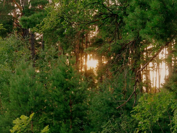 Puesta Sol Naranja Bosque — Foto de Stock