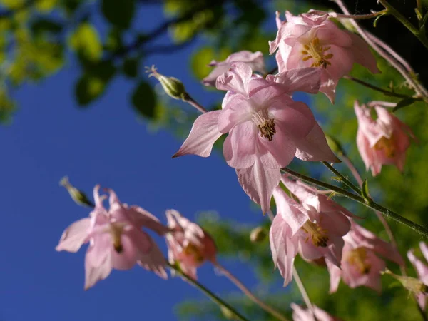 Mavi gökyüzünde açan pembe çiçekler