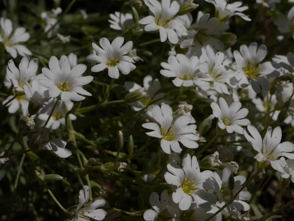 Fehér Virágok Mezeje Virágzik — Stock Fotó