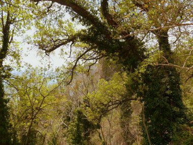 Yazın bitkilerde ağaç gövdesi