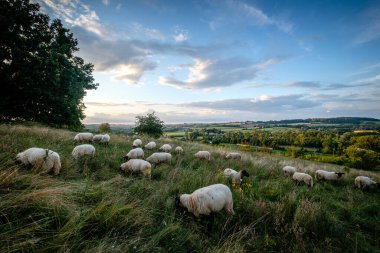 Tepede otlayan koyunlar