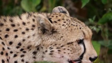 Çita ağır çekimde nefes alıyor.