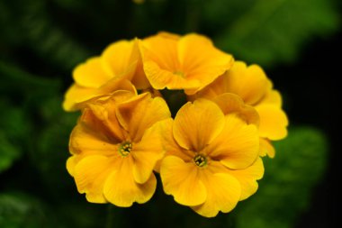 Bialystok Poland.Primulka tüm renkleriyle.