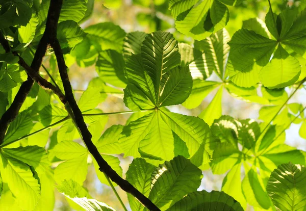 12.06.2022 Bialystok Poland.Chestnut güneşin altında ayrılıyor..