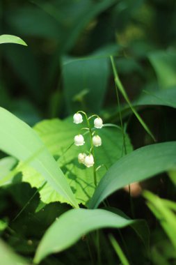 12.06.2022 Beyaz zambak doğal yaşam alanındaki vadi çanları.