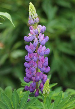 03.07.2022 Bialystok Poland.Lupins mor tonlarda ısrar eder..