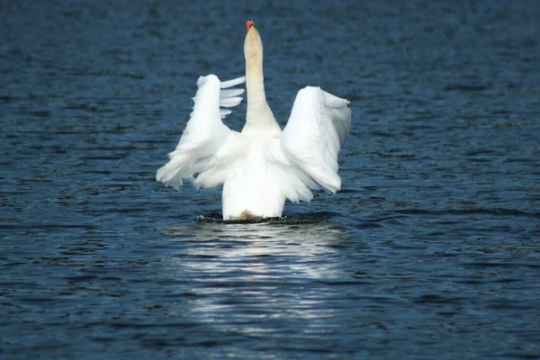 2022 Bialystok Polônia Cisne Bonito Preparando Para Voar — Fotografia de Stock