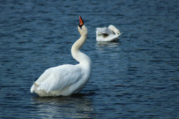 03.07.2022 Bialystok Poland.Mating dance of swans.