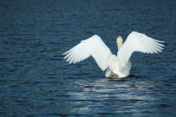 2022 Bialystok Poland Spring Time Water Swans — стокове фото