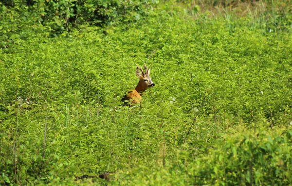 15.07.2022 Bialystok Poland.Young deer in a forest clearing.