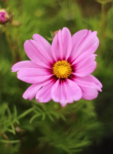 2022 Bialystok Poland Summer Time Cosmos Bipinnatus —  Fotos de Stock