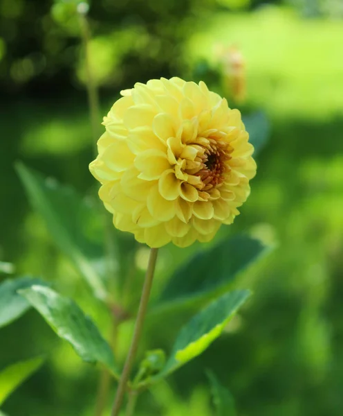 31.07.2022 Bialystok Poland.Summer time and a beautiful yellow dahlia.