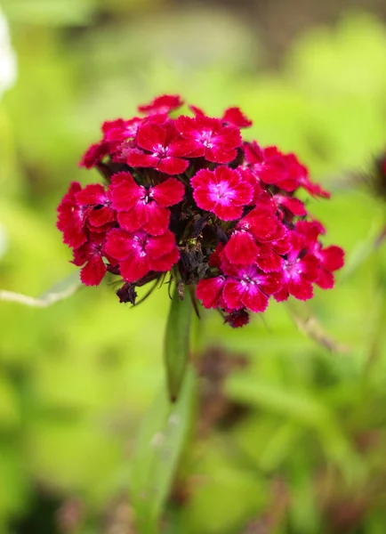 31.07.2022 Bialystok Poland.Bearded carnation in shades of red.