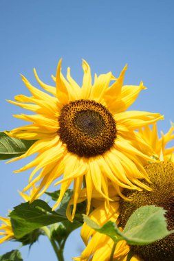 24.08.2022 Bialystok Poland.Sunflower in full bloom..