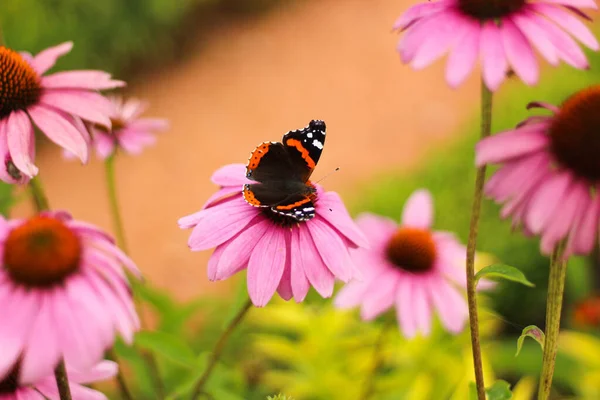 2022 Bialystok Poland Butterfly Fairy Admiral —  Fotos de Stock