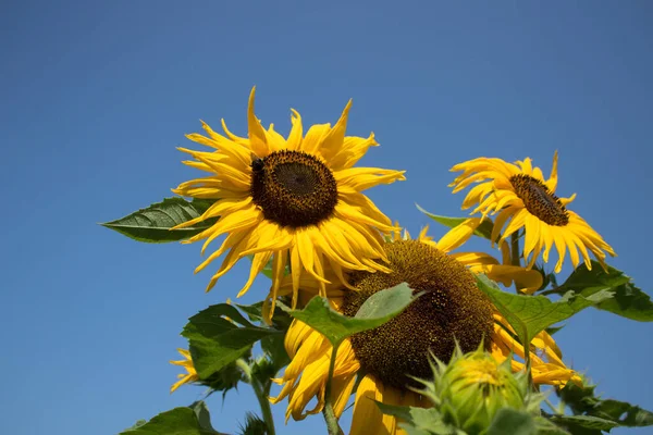 24.08.2022 Bialystok Poland.Summer time and sunflowers.