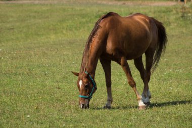 29.08.2022 Suprasl Poland.Beautiful horse in the meadow.