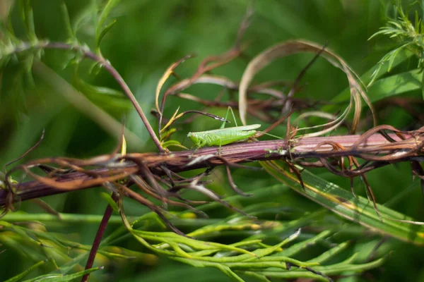 29.08.2022 Bialystok Poland.Grasshopper and nature.