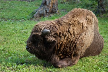 6.09.2022 Bialowieza Poland.Big zubr on the edge of the forest.