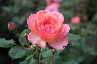 6.09.2022 Bialystok Poland.Beautiful unfolded rose in the park.