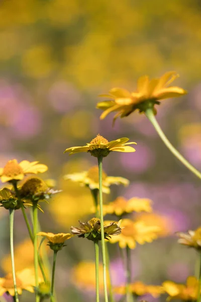 6.09.2022 Bialystok Poland.Colorful background and yellow flowers.