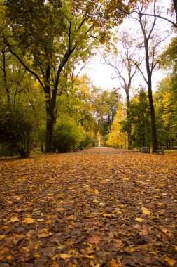 9.10.2022 Bialystok Poland.Autumn renkleri ve parktaki sokak.