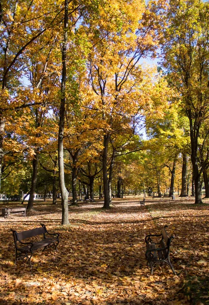 12.10.2022 Bialystok Poland.Şehir parkında banklar ve sonbahar renkleri.
