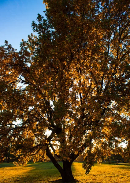 16.10.2022 Bialystok Poland.Güneş ışınlarında ağaç ve sonbahar renkleri.