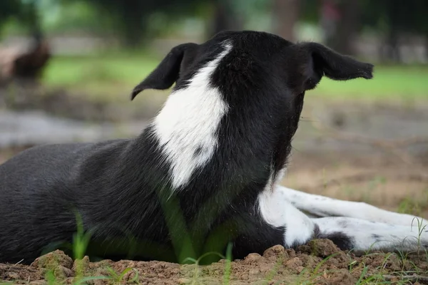 Sad Dog Park — Stock Photo, Image