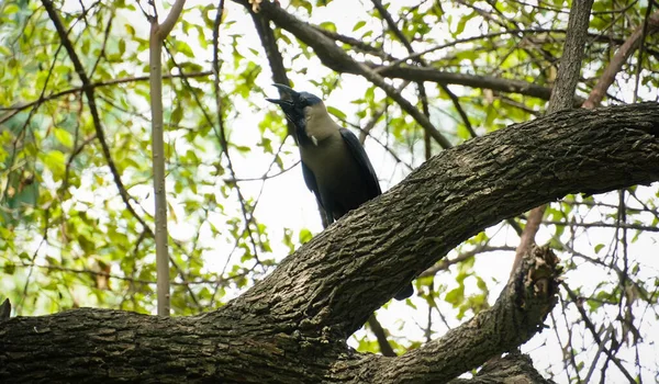 Černá Vrána Obrázku Stromu — Stock fotografie
