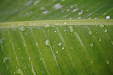 Su damlalı yaprak resmi