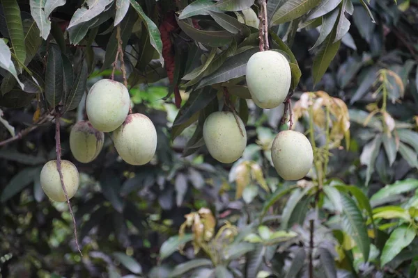 Beautiful Mango image with mango tree carry mango