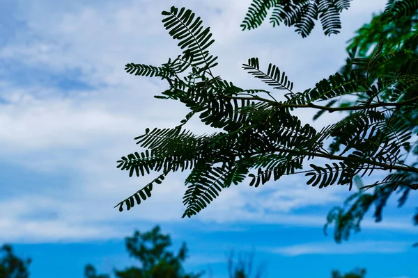 나뭇잎아름다운 — 스톡 사진