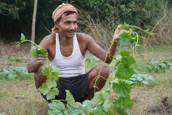 Индийский Фермер Своей Деревне Работает Овощах — стоковое фото