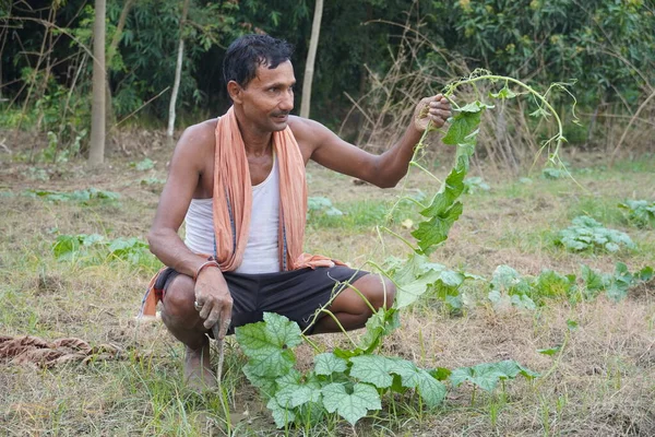 Индийский Фермер Своей Деревне Работает Ферме — стоковое фото