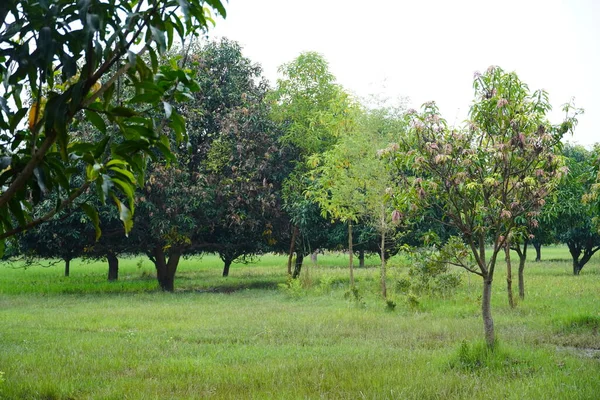 Orman her insan için çok kullanışlıdır.