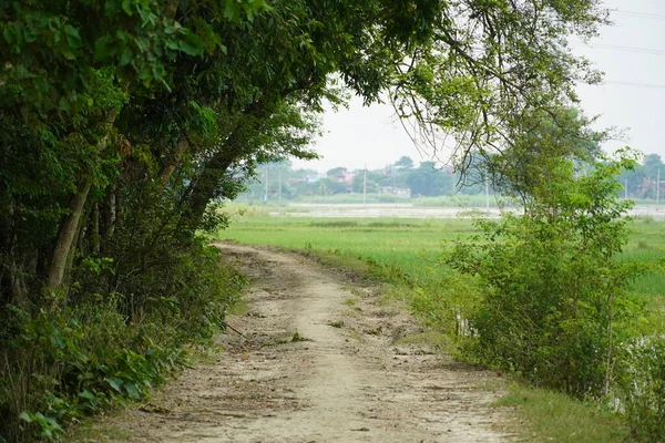 Orman her insan için çok kullanışlıdır.