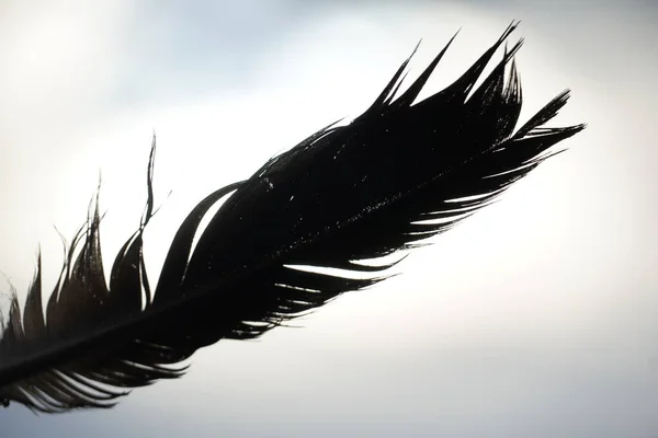 Κοντινό Πλάνο Φτερά Παγωνιού Φτερό Κουκουβάγιας Αφηρημένο Φόντο — Φωτογραφία Αρχείου