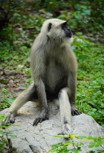 Dağlı Ormanda Maymun Resmi — Stok fotoğraf